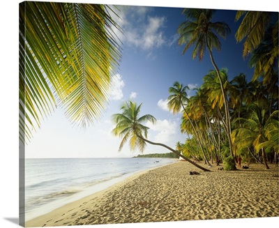 Beach with palm trees, Des Salines beach in Martinique