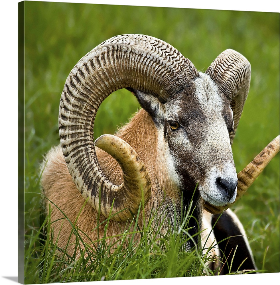 Bighorn Sheep