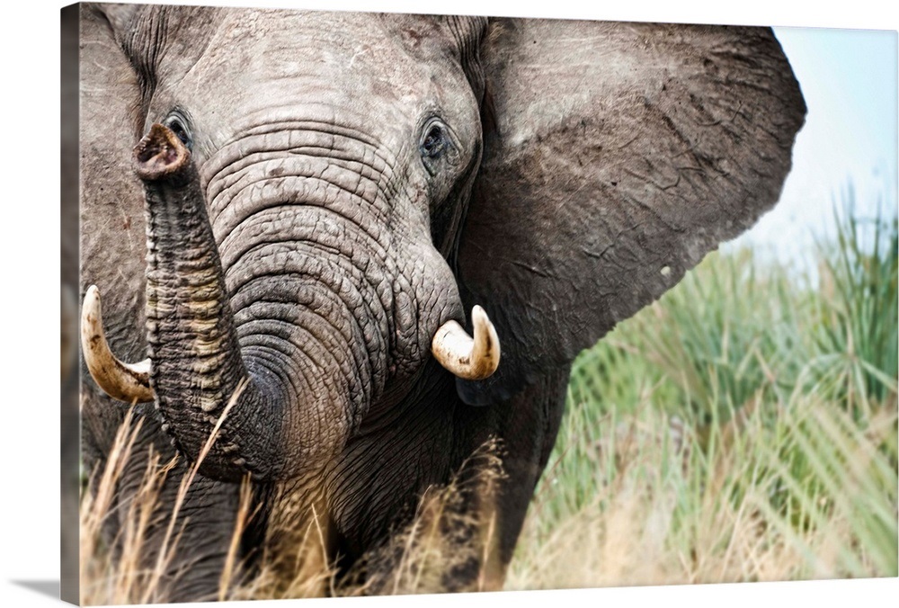 Botswana, Ghanzi District, Kalahari Desert, Bull Elephant Charging Wall