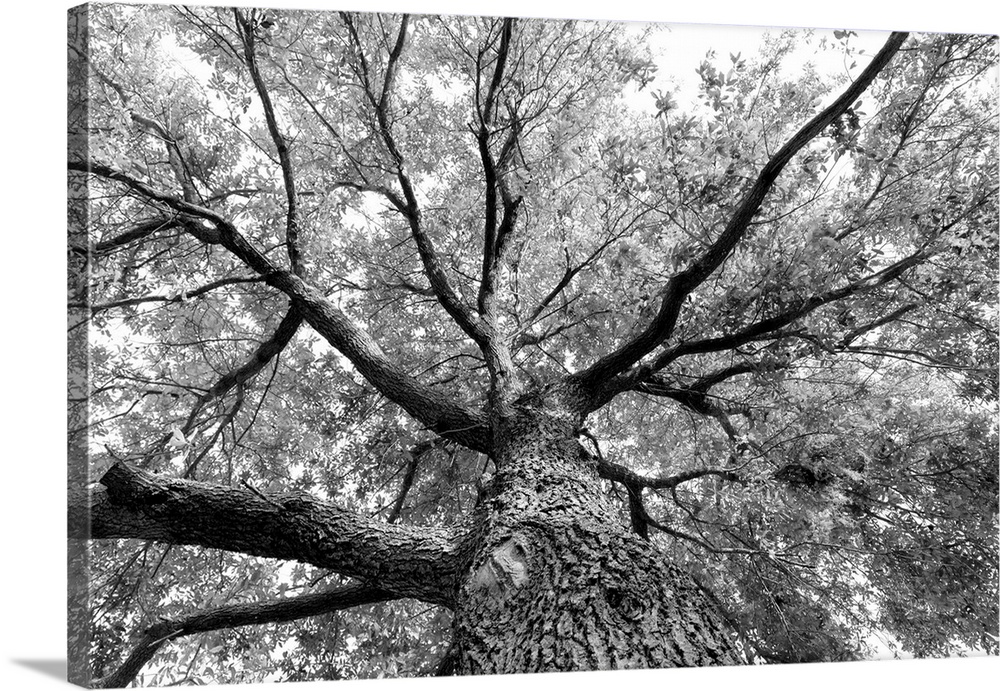 Branches on a giant tree, seen from directly below.