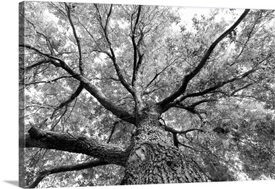 Branches On A Giant Tree, Seen From Directly Below