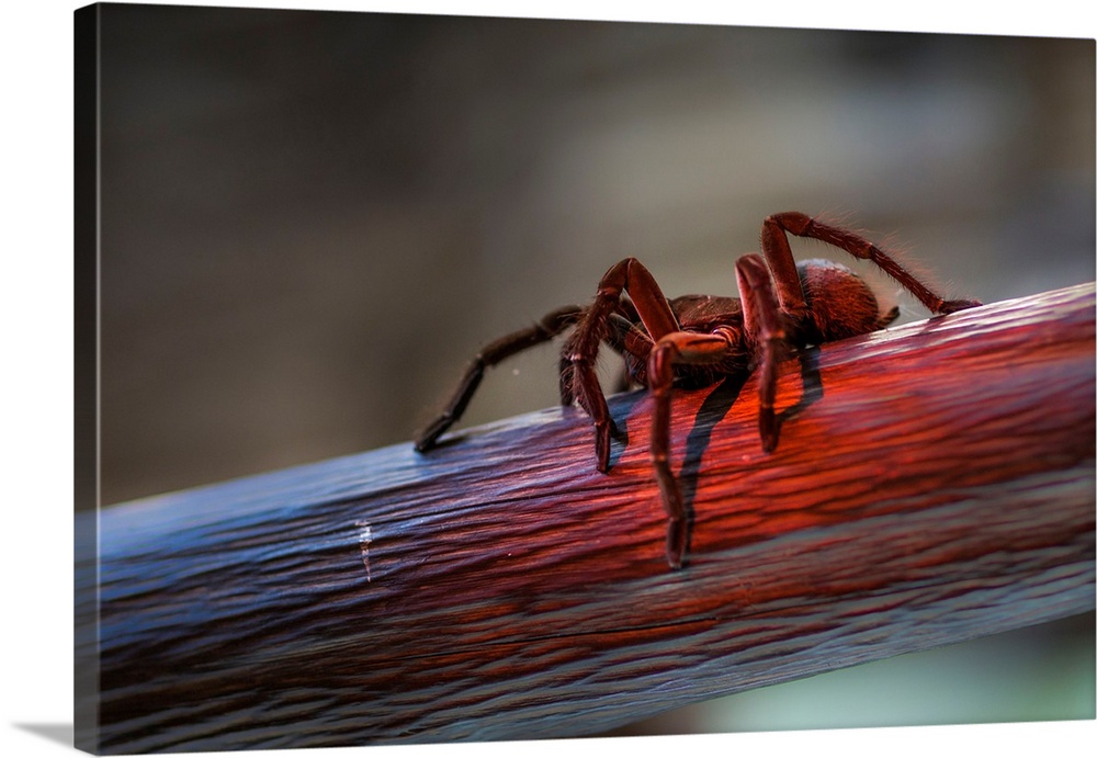 Brazil, Amazonas, Manaus, A tarantula walking on a branch enlightened by the last lights of the sunset, in the Rio Negro b...
