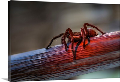 Brazil, Amazonas, Manaus, A Tarantula Walking On A Branch In The Rio Negro Basin