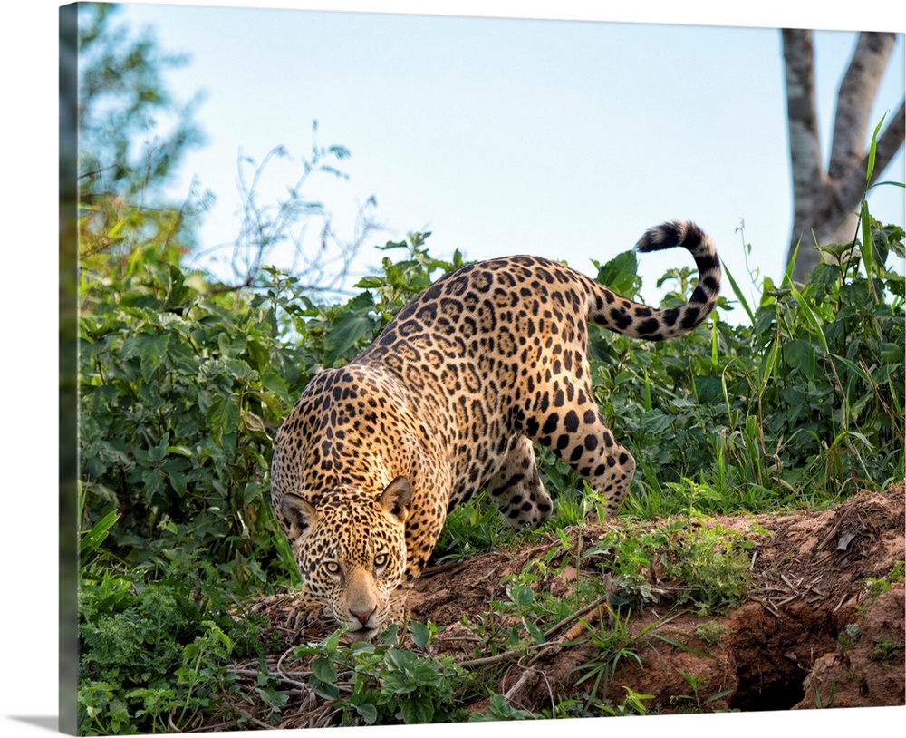 Brazil, Mato Grosso, Pantanal, Male jaguar stalking.