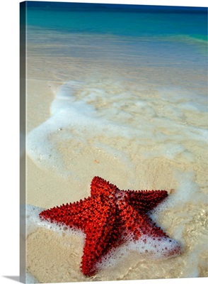 British West Indies, Turks and Caicos, Grace Bay Beach, Sea Star