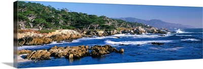 CA, Monterey Peninsula, Carmel, 17-Mile Drive at Pebble Beach, Harbor Seals