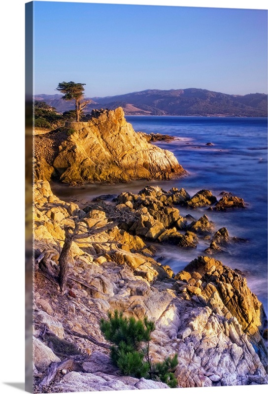 Lone Cypress Print or Canvas Peeble Beach Lone Cypress Tree 