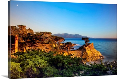 CA, Monterey Peninsula, The silhouette of the famous Lone Cypress Tree