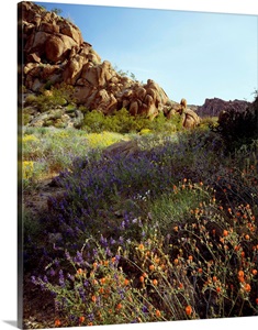 California, Joshua Tree National Park, Mohave Desert, Desert wildflowers image thumbnail