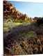 image thumbnail of United States, USA, California, Joshua Tree National Park, Mohave Desert, Desert wildflowers