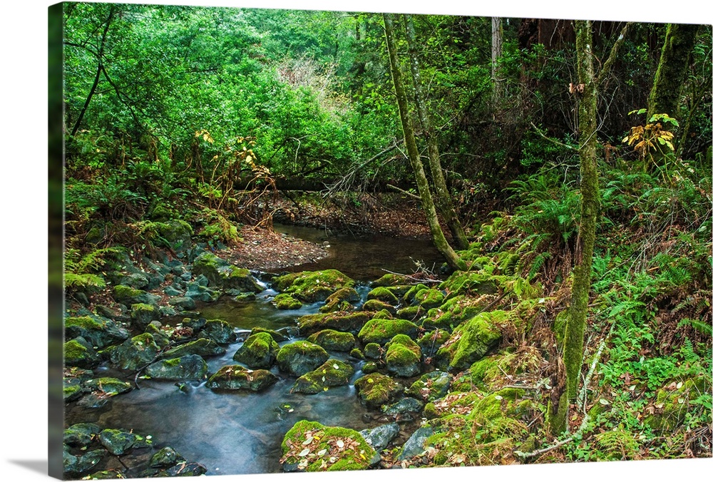 California, Marin County, Near San Francisco, Muir Woods National Monument