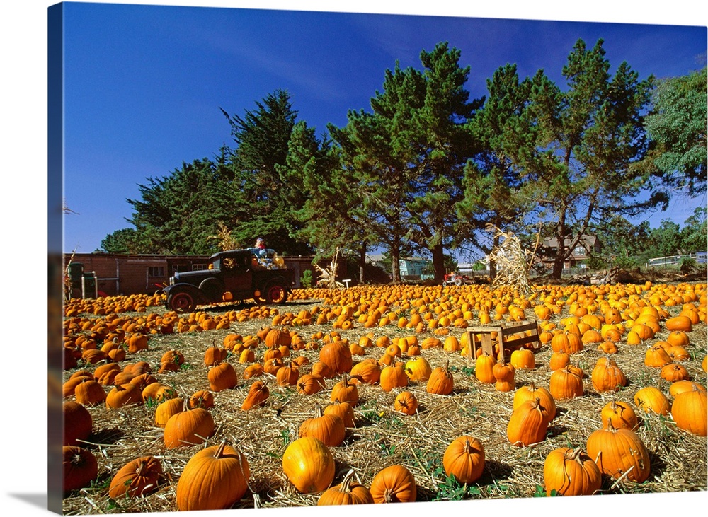 United States, USA, California, Montara, Highway n..1, pumpkins seller for Halloween Festivity