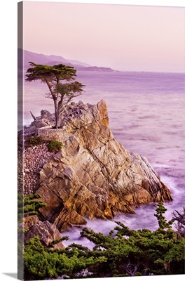 California, Monterey Peninsula, silhouette of the famous Lone Cypress Tree