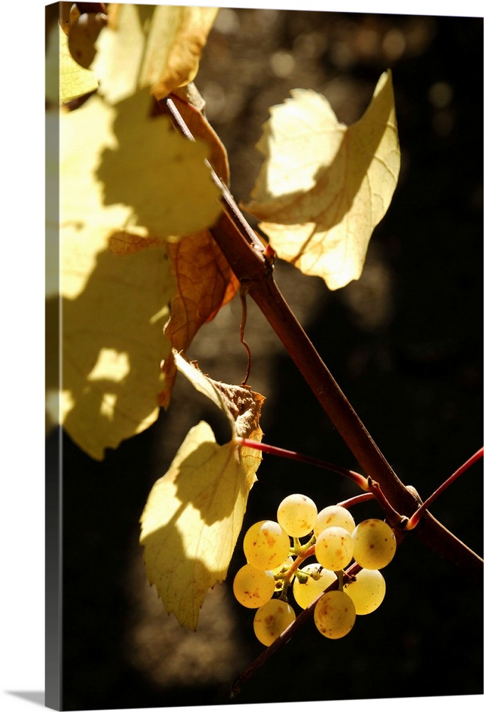 United States, USA, California, Napa Valley, Nature, Grapes on the vine