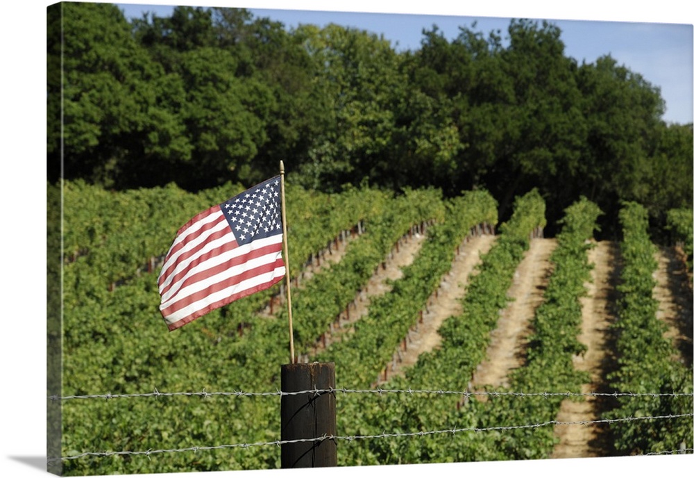 California, Napa Valley, Vineyard