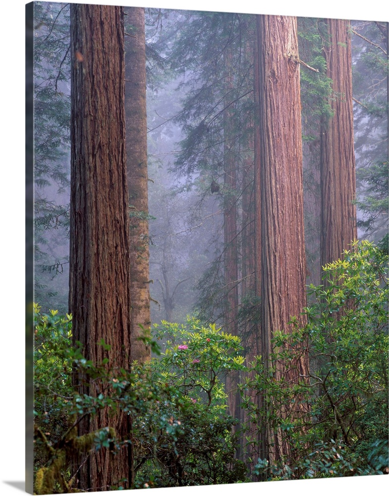 United States, USA, California, Redwoods National Park, Rhododendrons growing among Giant Coastal Redwood trees in Lady Bi...