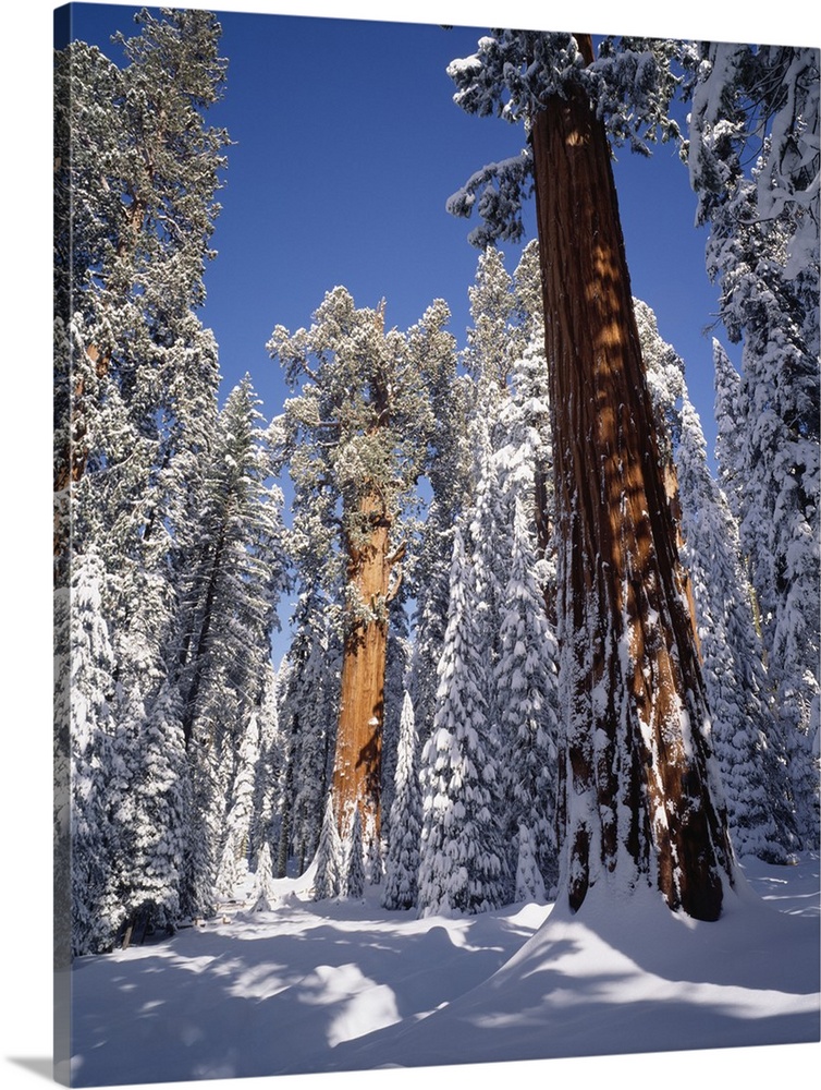 United States, USA, California, Sequoia National Park, General Sherman tree in the back covered in  fresh snow
