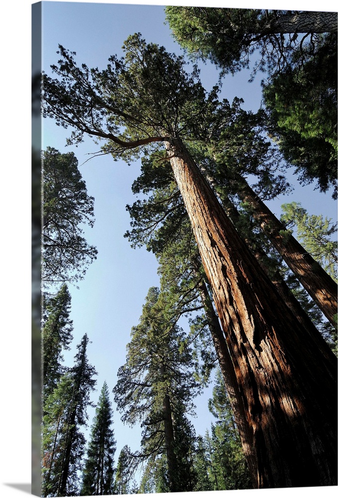 USA, California, Yosemite National Park, Giant Sequoia Trees, Mariposa Grove.