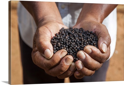 Cambodia, Kampot, Black Pepper Corns At A Pepper Plantation In Kampot Province