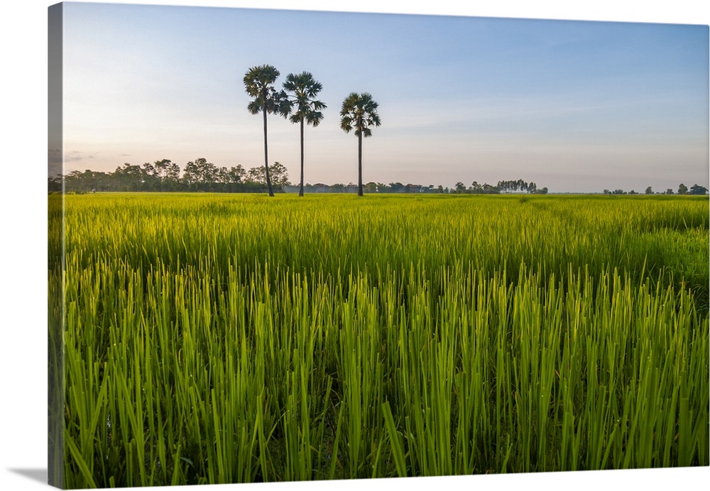 Cambodia, palm trees in a green rice field at sunrise.