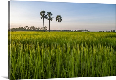 Cambodia, Palm Trees In A Green Rice Field At Sunrise