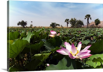 Cambodia, Phnom Penh, lotus flowers between Phnom Penh and Kompong Cham