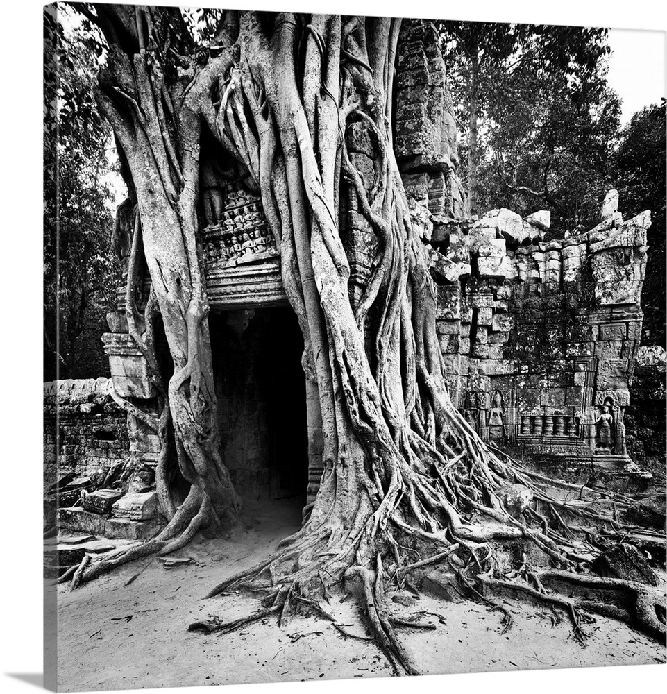 Cambodia, Siem Reap, Angkor, Ta Som temple, giant roots overgrowing on the gopura (entrance gate).