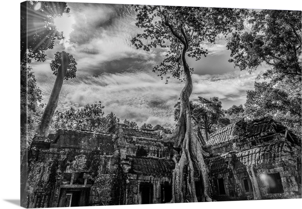 Cambodia, Siem Reap, Ta Prohm.