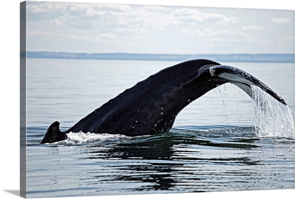 Canada, Qu..bec, Gasp..sie, Gasp.. Peninsula, Saguenay Fjord, Tadoussac, Humpback whale (Megaptera novaeangliae)
