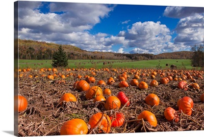 Canada, Quebec, Hautes Laurentides, field of Pumpkins