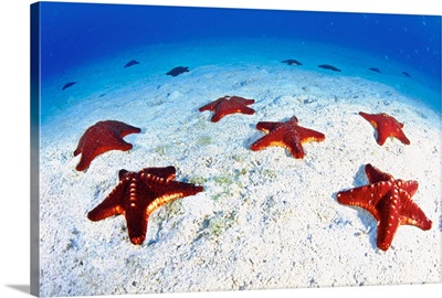 Central America, Costa Rica, Starfishes on sandy bottom