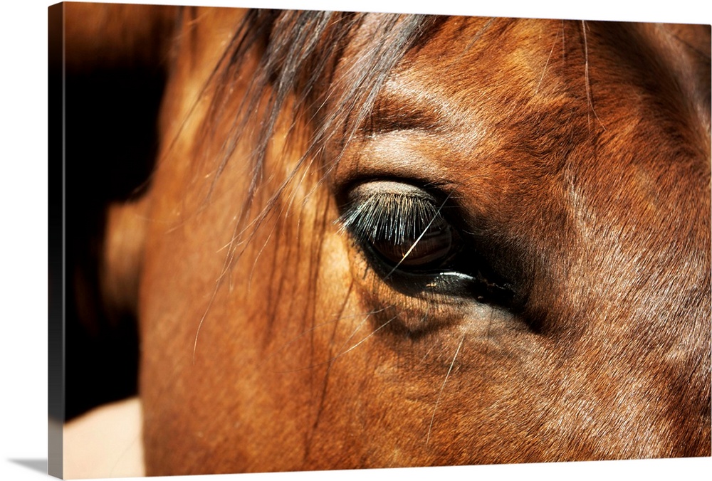 Close-up of horse