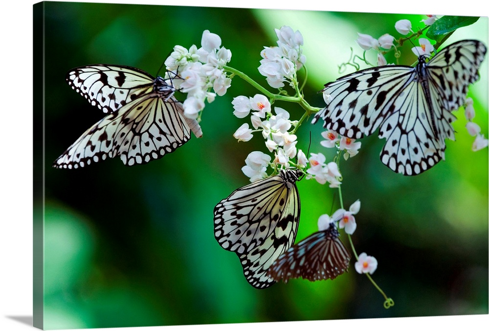 Malaysia, Penang, Penang, Common Tree Nymph (Idea stolli logani) butterfly