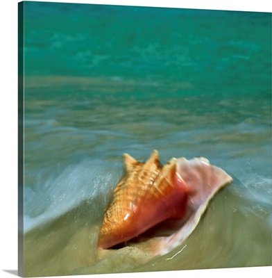 Conch on beach shore