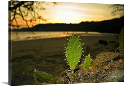 Costa Rica, Beach scene at sunset