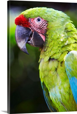 Costa Rica, San Jose, Alajuela, Great Green Macaw