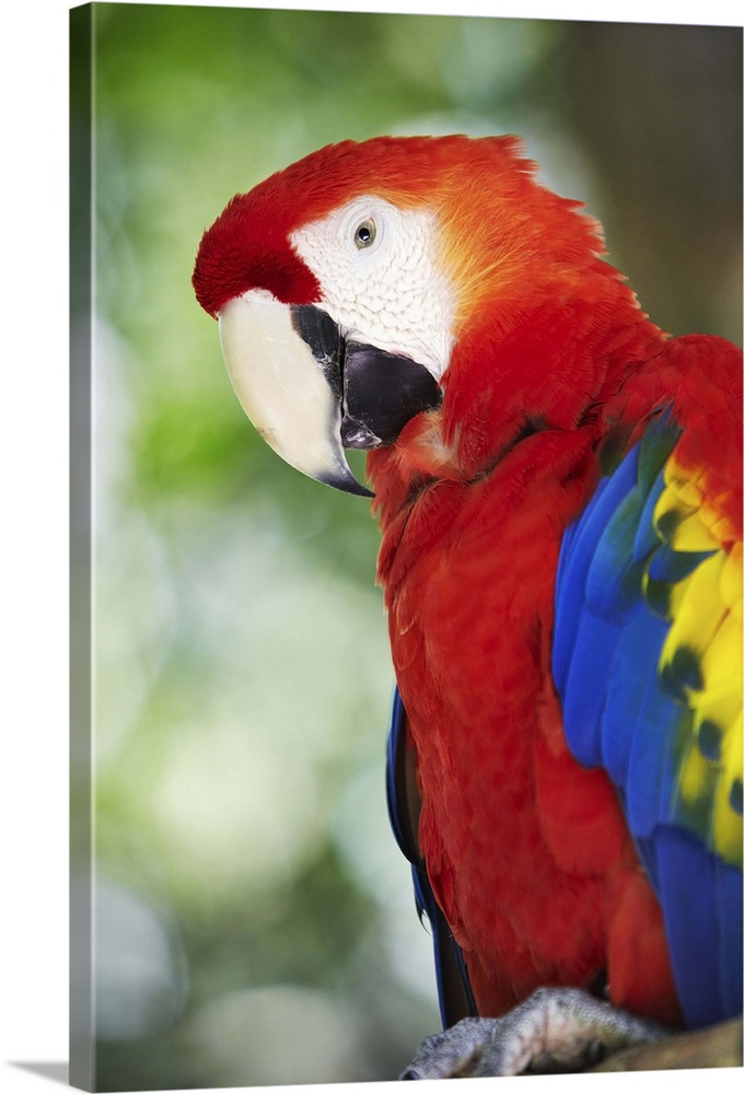 Costa Rica, Scarlet Macaw