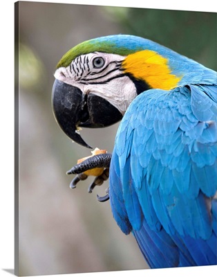 Costa Rica, Tropics, Macaw
