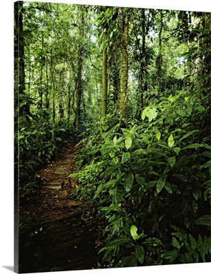 Costa Rica,Braulio Carrillo National Park, Forest