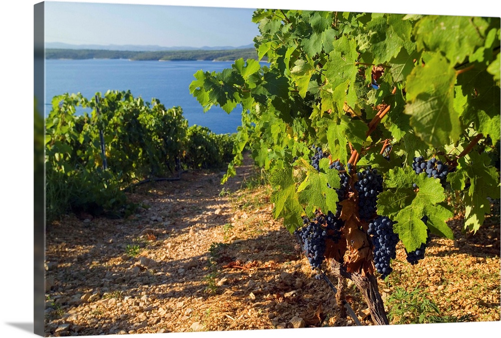 Croatia, Hrvatska, Croatia, Dalmatia, Dalmacija, Hvar island, Plavac Mali grapes at Zavala, near Sveta Nedjelja