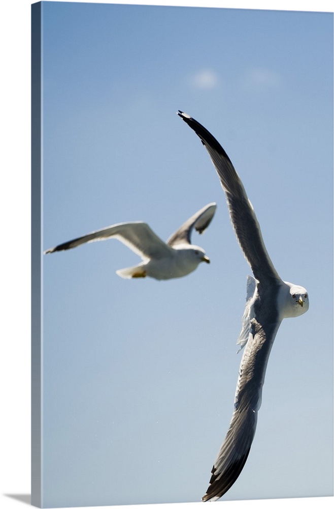 Croatia, Dalmatia, Kornati islands, Seagulls