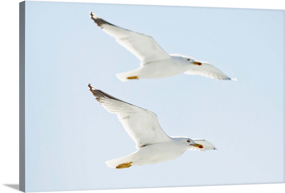 Croatia, Dalmatia, Kornati islands, Seagulls flying