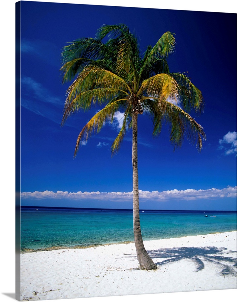 Cuba, Pinar del Rio, Maria la Gorda, palm on the beach