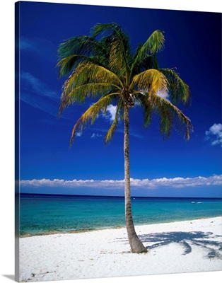 Cuba, Pinar del Rio, Maria la Gorda, palm on the beach