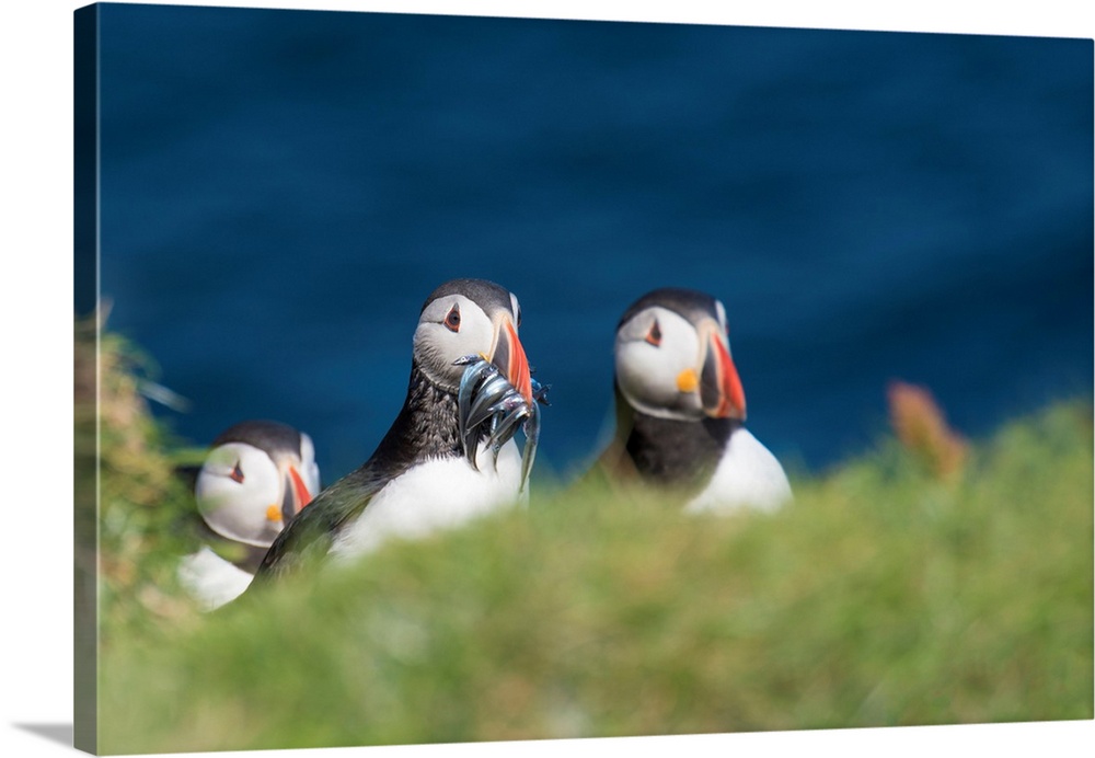 Denmark, Faeroe Islands, Mykines, Scandinavia, Atlantic Puffins with catch in the beak.
