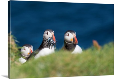 Denmark, Faeroe Islands, Mykines, Scandinavia, Atlantic Puffins With Catch In The Beak