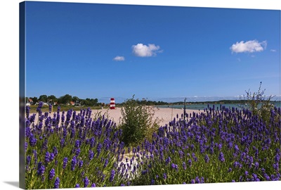 Denmark, Fyn, Scandinavia, Kerteminde, Lavender field by the Kerteminde Beach