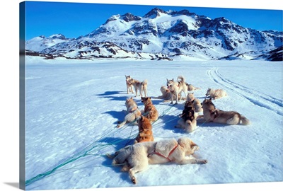 Denmark, Greenland, Tiniteqilaaq village, dog sledding excursion