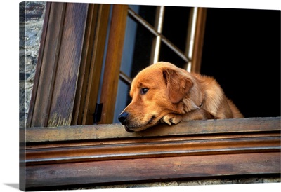 Dog looking out of window, Golden Retriever dog