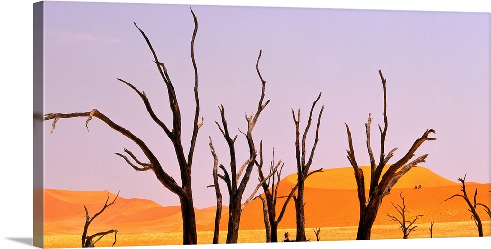 Dry tree in middle of desert, Namibia